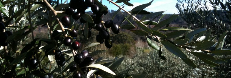 Olive Oil in WA